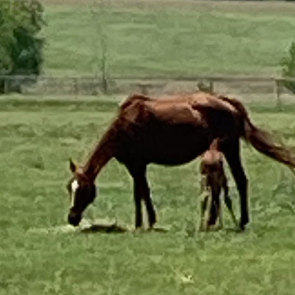 Meet your Posher, Michelle - Picture 2 of 2